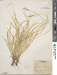 Carex communis image