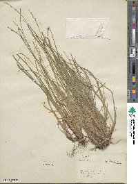 Carex communis image