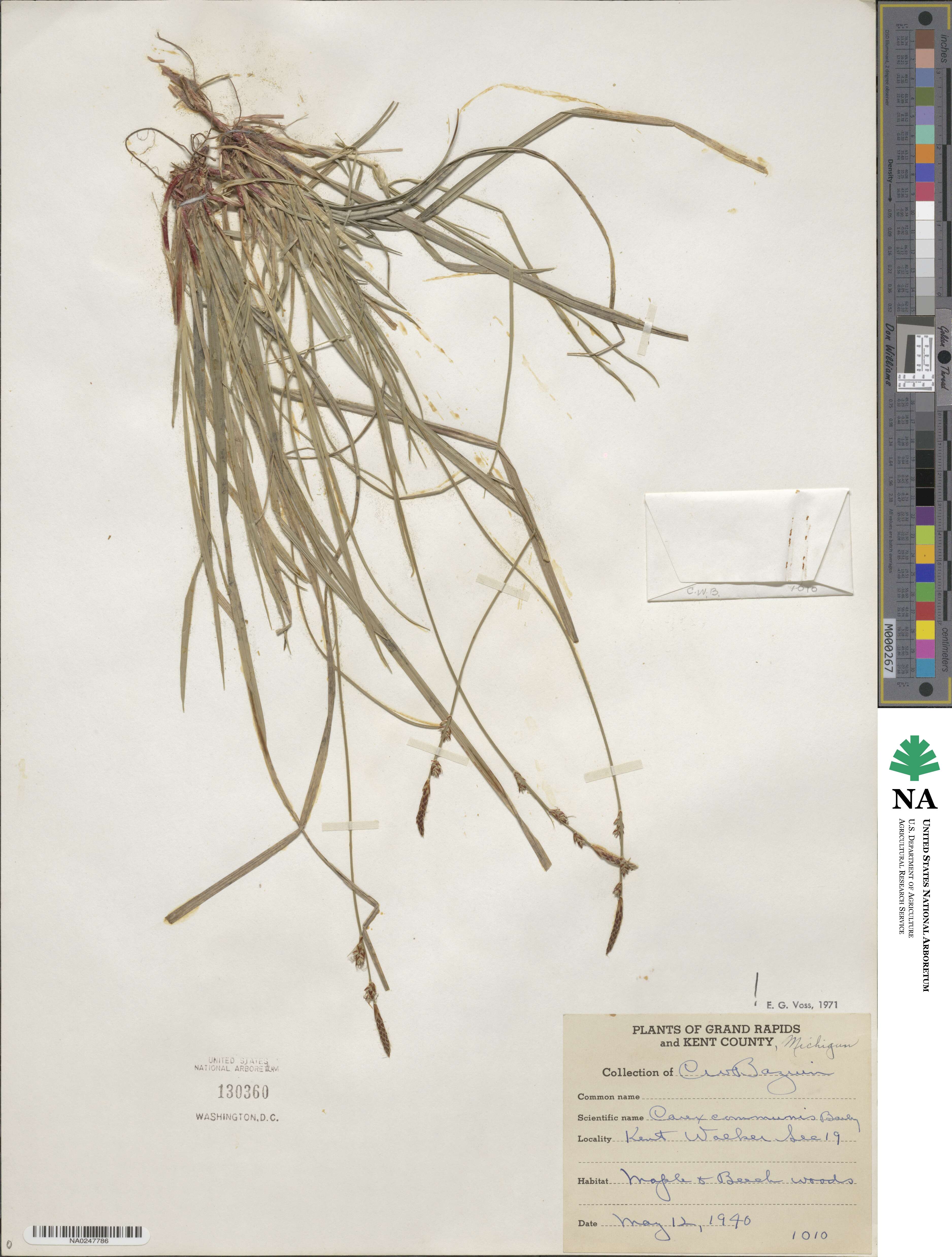 Carex communis image