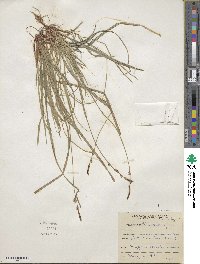 Carex communis image