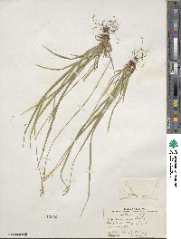 Carex communis image