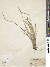 Carex communis image