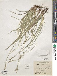 Carex communis image