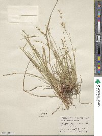 Carex communis image