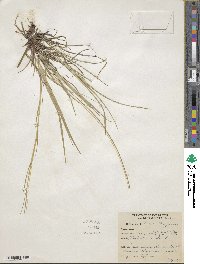 Carex austrina image