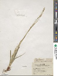 Carex austrina image