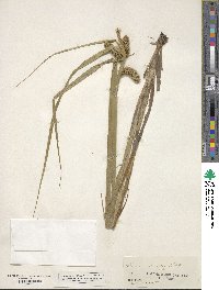 Carex comosa image