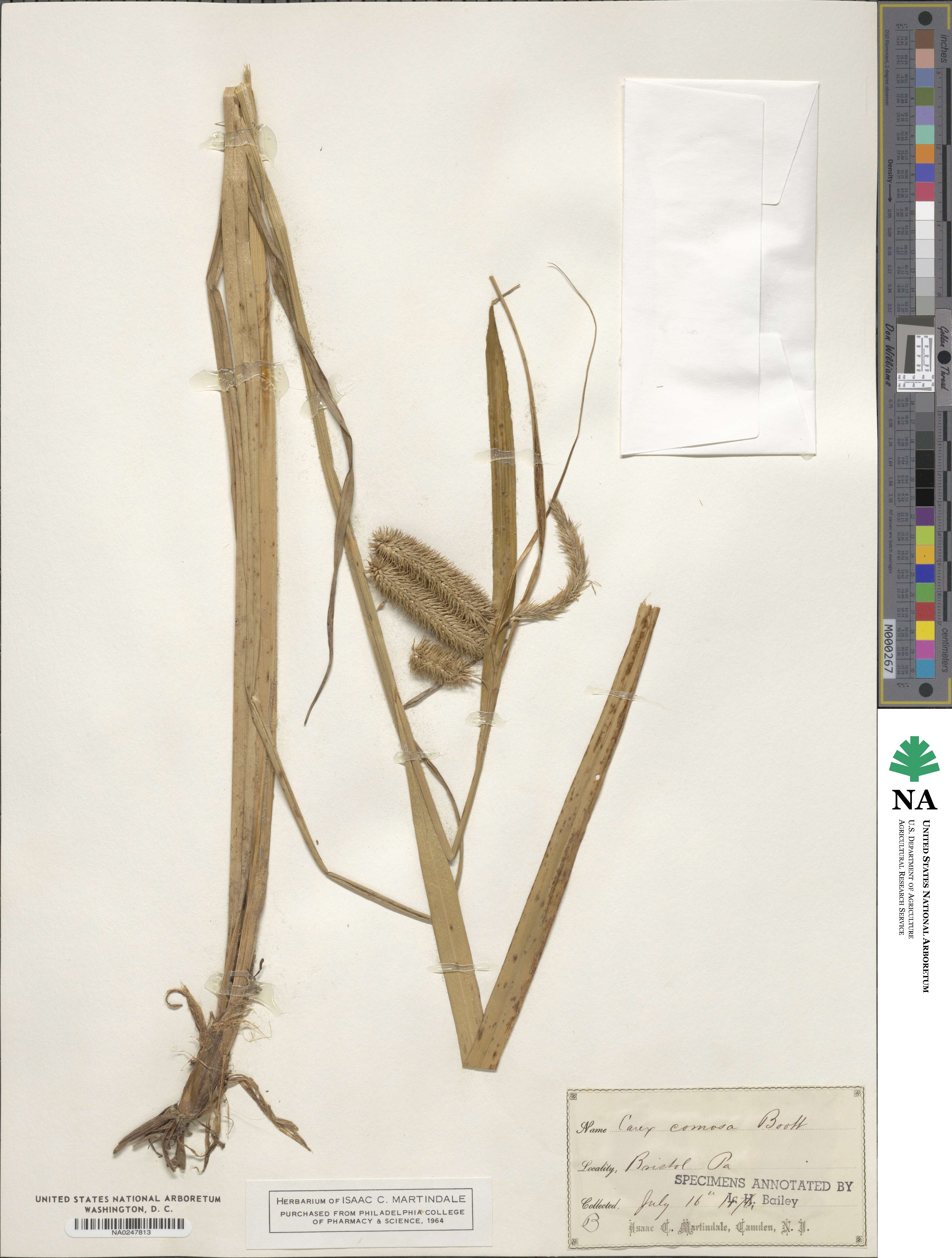 Carex comosa image