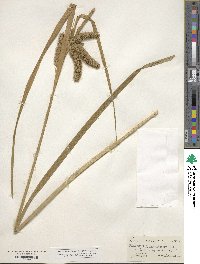 Carex comosa image