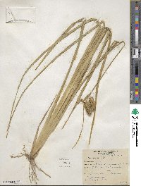 Carex comosa image