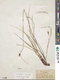 Carex complanata image