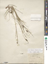 Carex complanata image