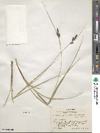 Carex complanata image