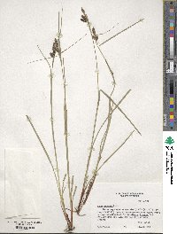 Carex complanata image