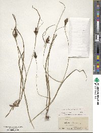 Carex complanata image