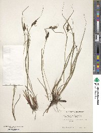 Carex complanata image