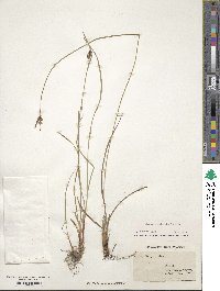 Carex complanata image