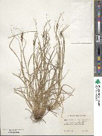 Carex complanata image