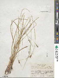 Carex complanata image