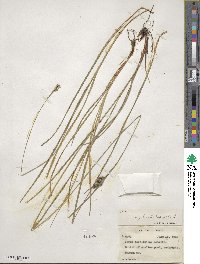 Carex complanata image