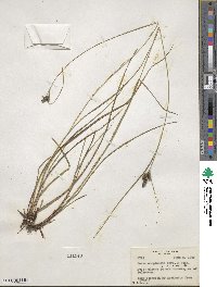 Carex complanata image