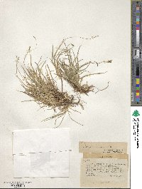 Carex concinna image