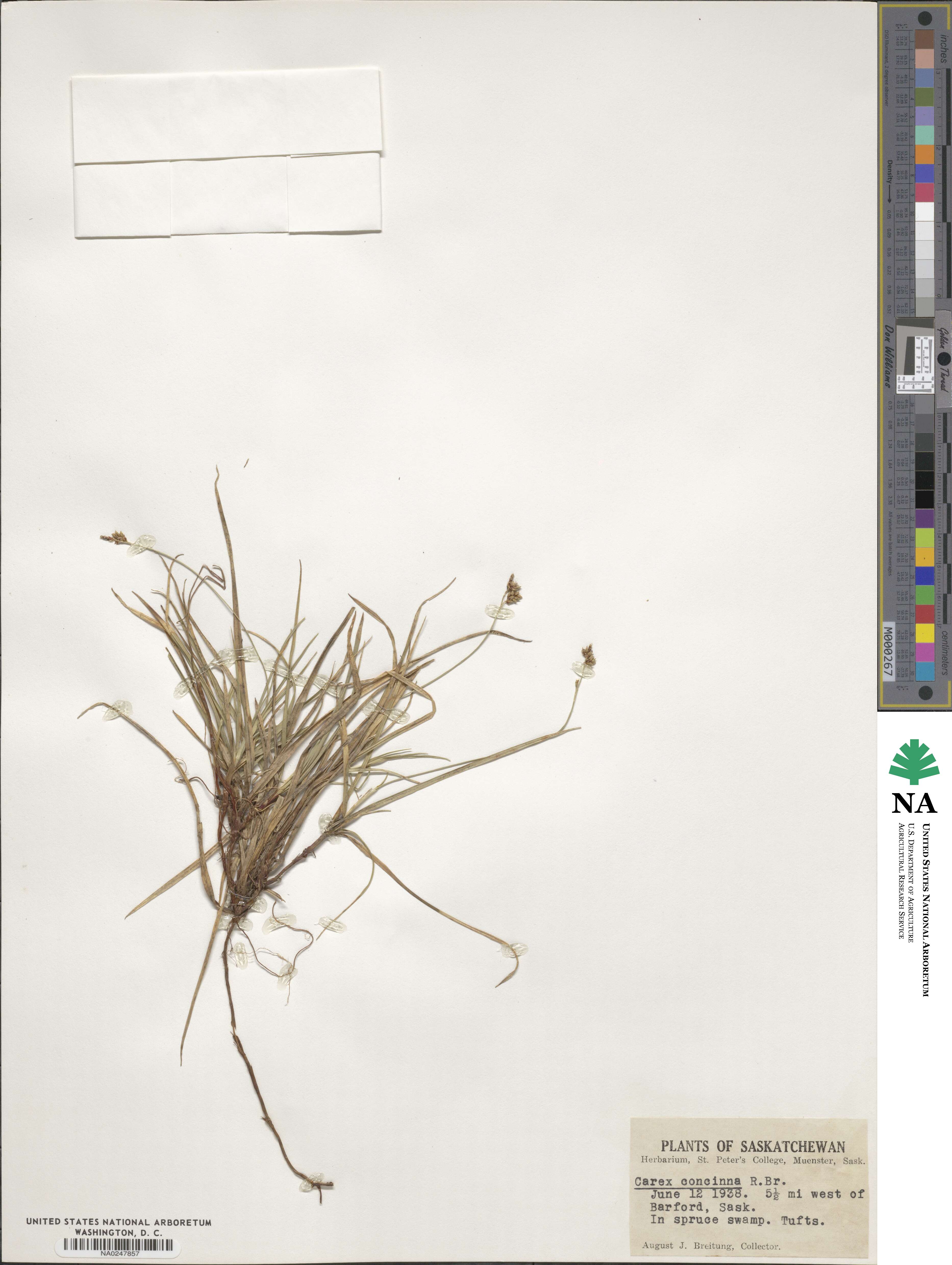 Carex concinna image