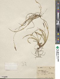 Carex concinnoides image