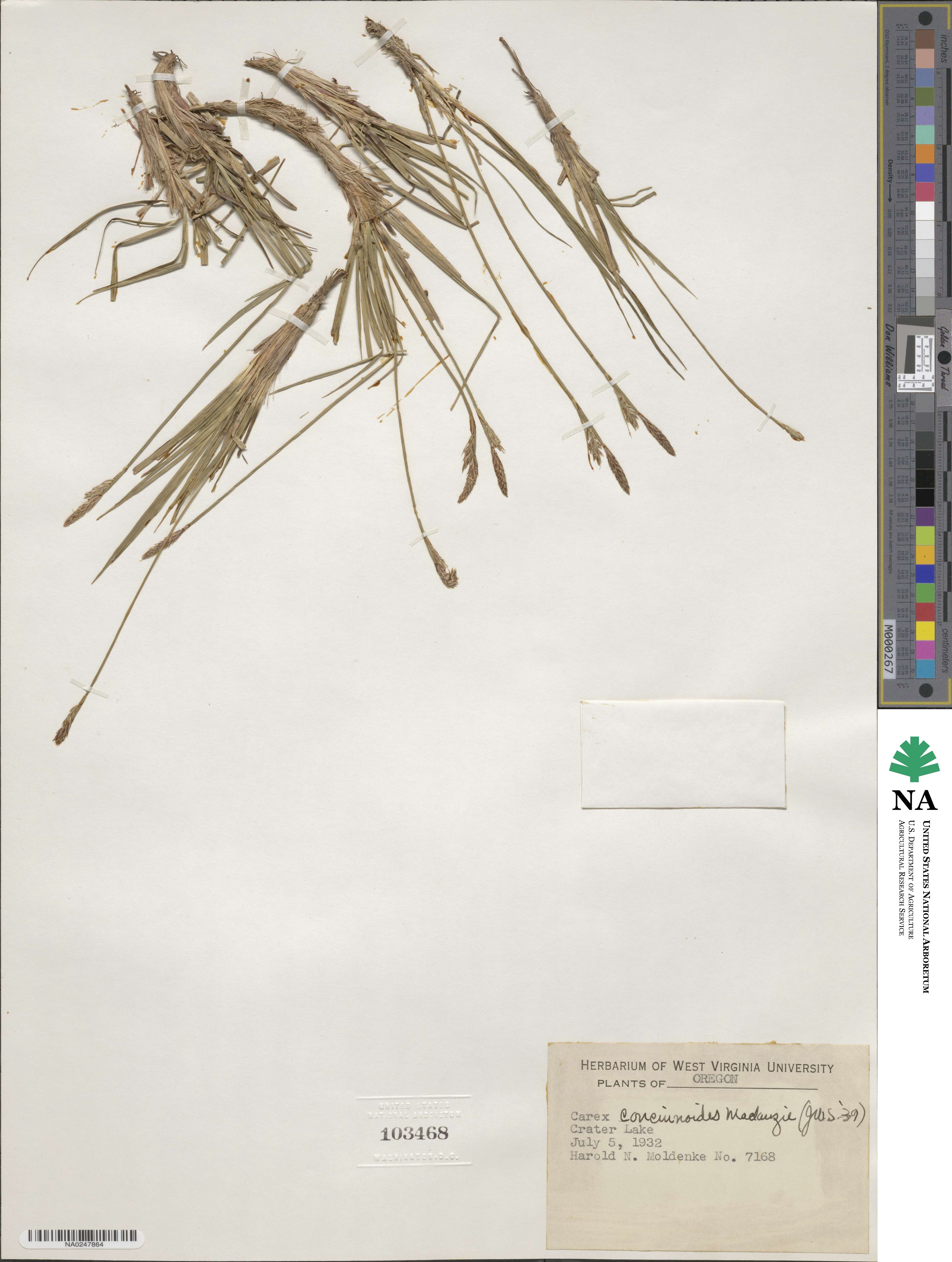 Carex concinnoides image