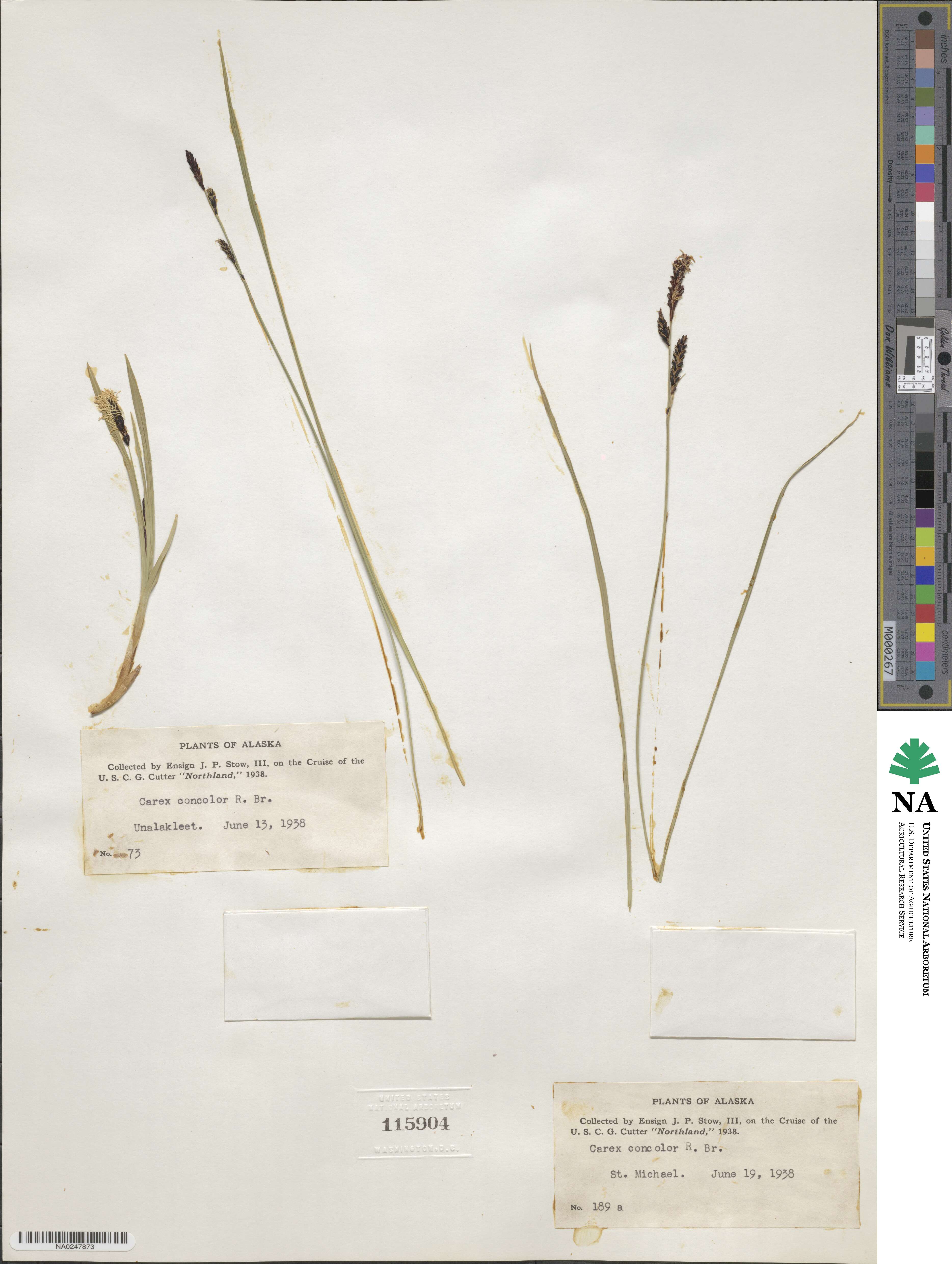 Carex bigelowii image