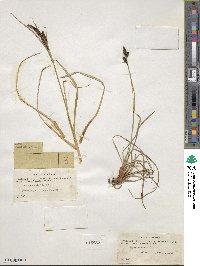 Carex bigelowii image