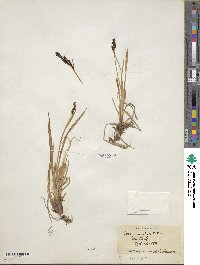 Carex bigelowii image