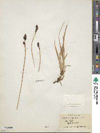 Carex bigelowii image