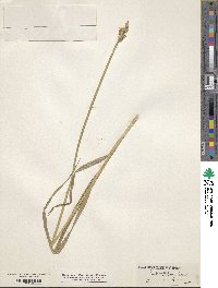 Carex conjuncta image