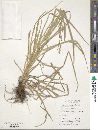 Carex conjuncta image