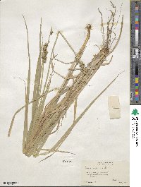 Carex conjuncta image