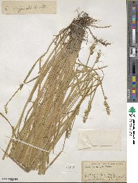 Carex conjuncta image