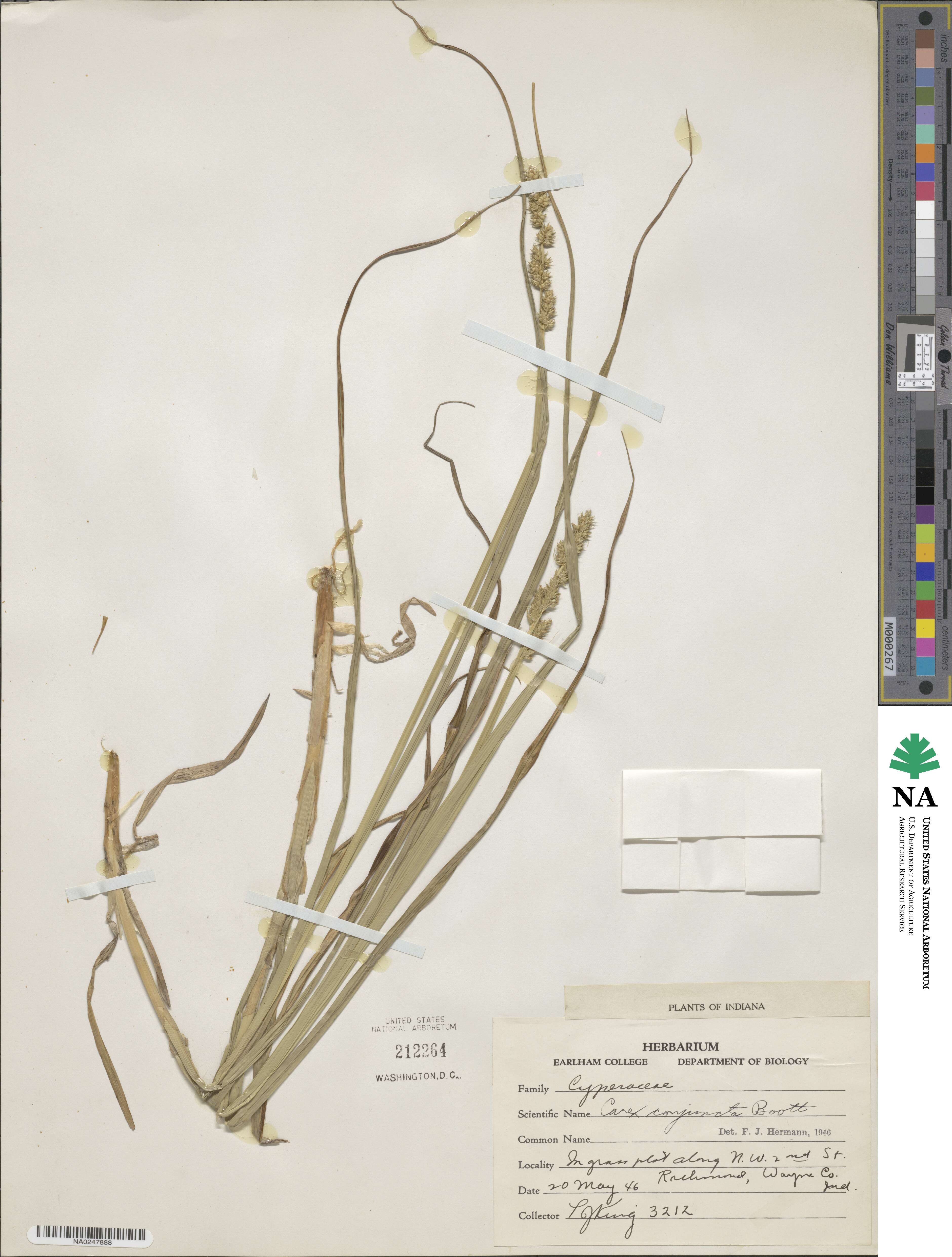 Carex conjuncta image