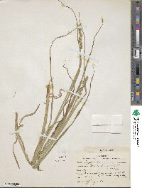 Carex conjuncta image