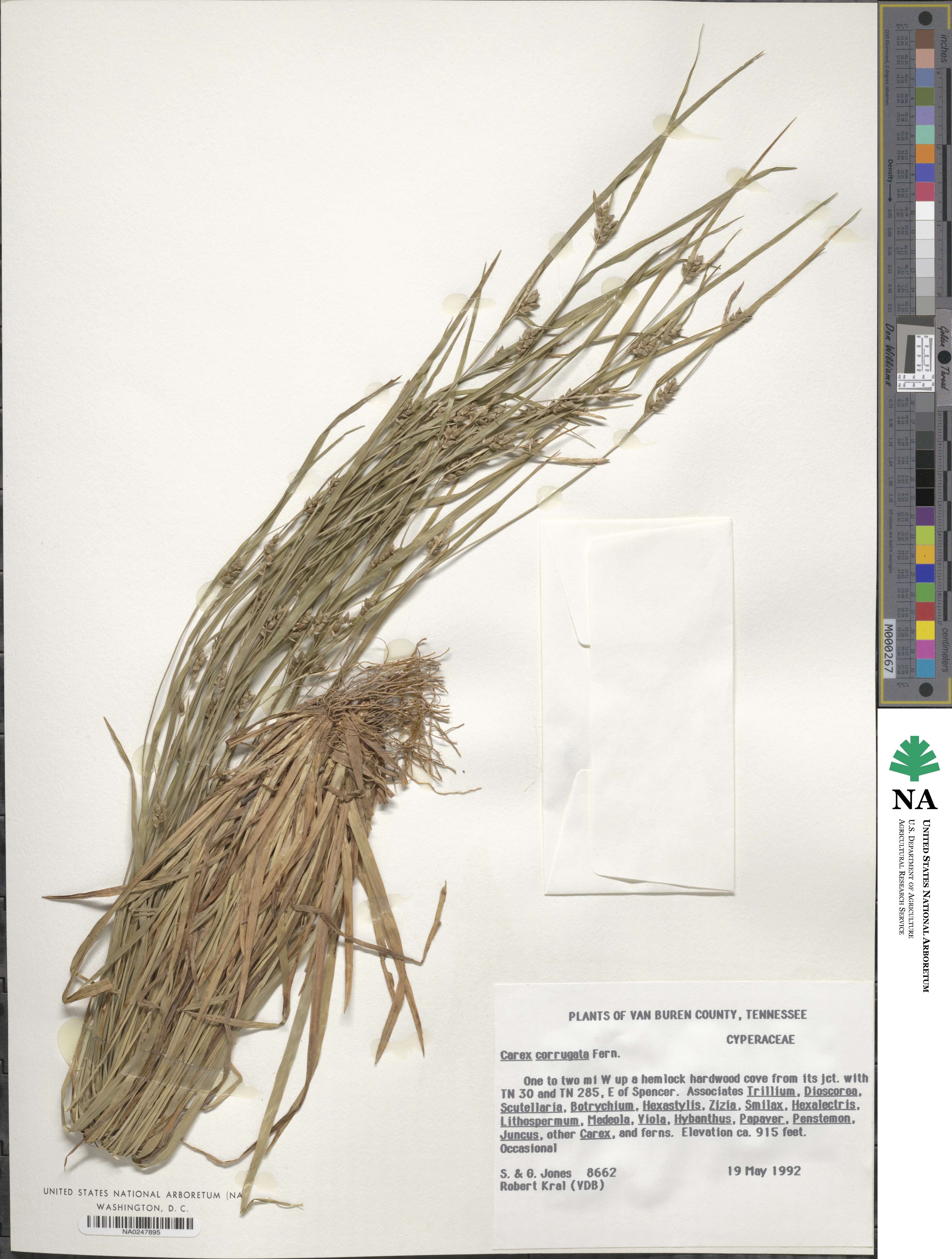 Carex corrugata image