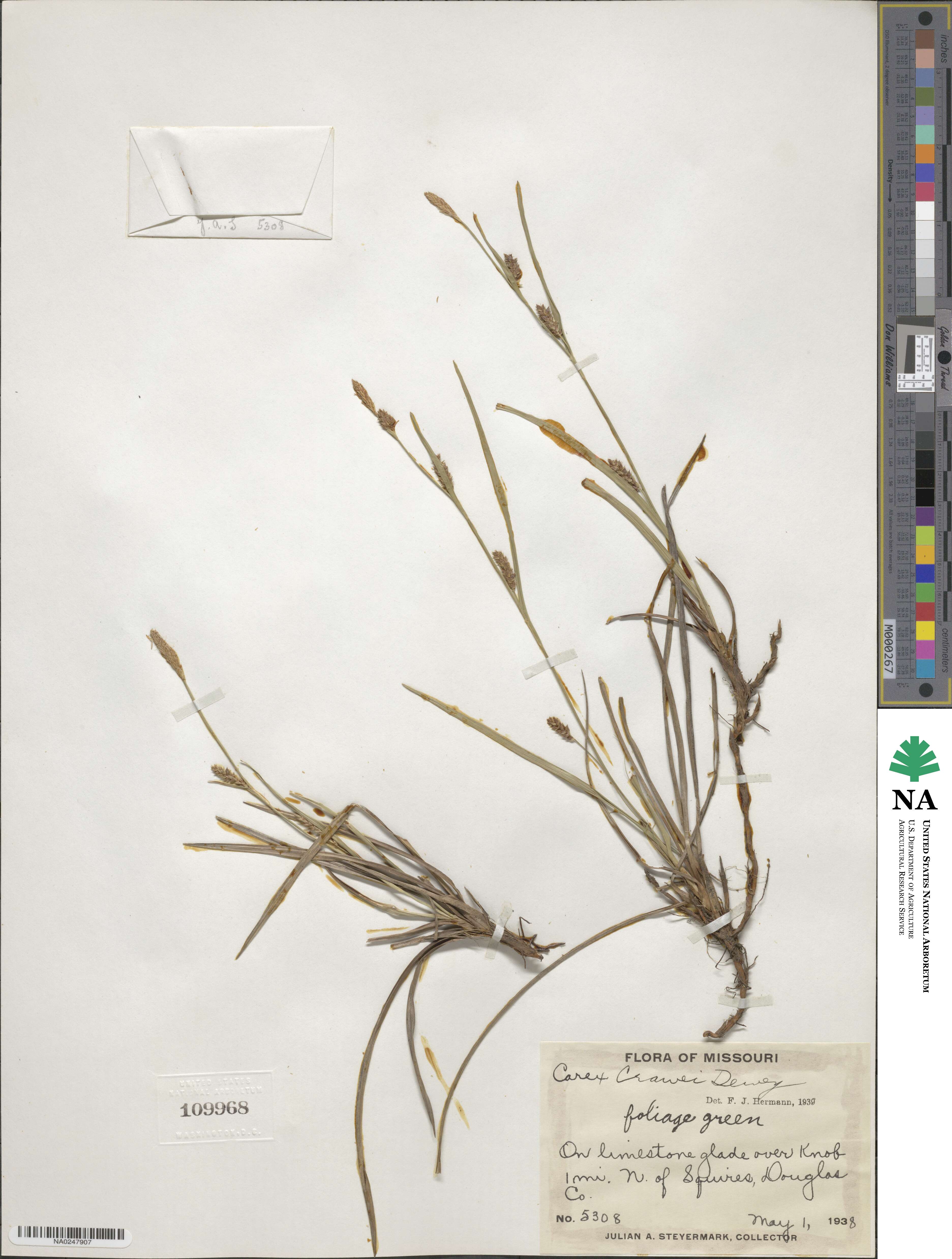 Carex crawei image