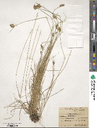 Carex crawfordii image