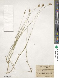 Carex crawfordii image