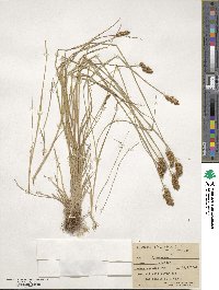 Carex crawfordii image