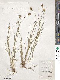 Carex crawfordii image