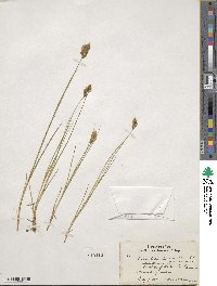 Carex crawfordii image