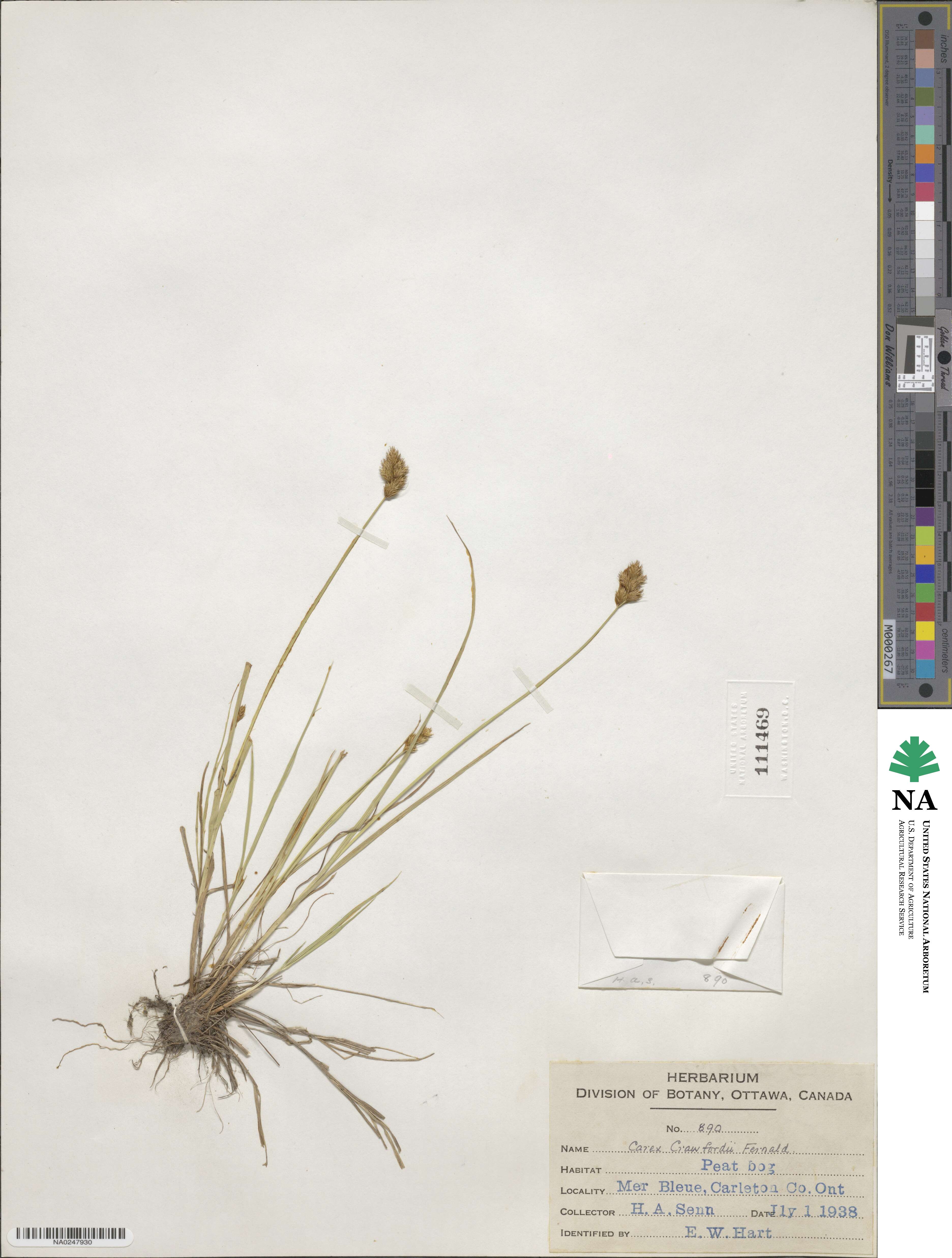 Carex crawfordii image