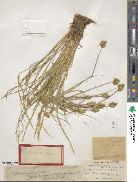 Carex crawfordii image