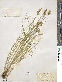 Carex crawfordii image