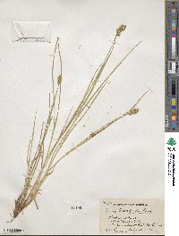 Carex crawfordii image